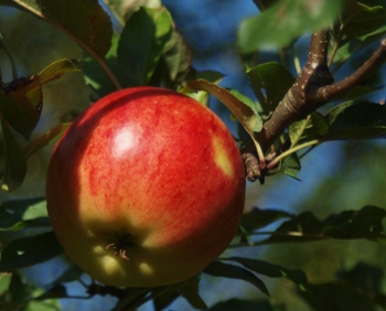 This photo of an apple growing on the tree epitomizes the ideals of health, wellness and vibrancy ... photo by John Nyberg of Copenhagen, Denmark.  Remember the adage of "an apple a day ... "